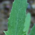 Arroche feuille