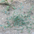 Arroche plante
