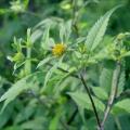Bident tripartite plante