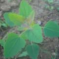 Chénopode blanc plante