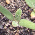 Chénopode blanc plantule