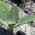 Chénopode blanc premières feuilles
