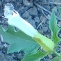 Datura stramoine fleur