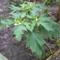 Datura stramoine plante