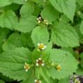 Galinsoga cilié floraison