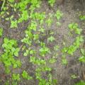 Galinsoga cilié plante