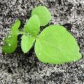 Galinsoga cilié plantule