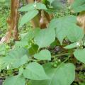 Morelle noire plante