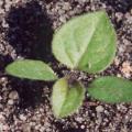 Morelle noire plantule