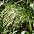 Panic Faux-Millet plante