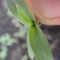 Panic Faux-Millet plantule