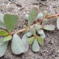 Pourpier maraicher plante