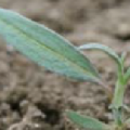 Renouée à feuilles de patience plantule