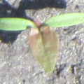 Renouée liseron plantule