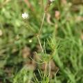 Spergule des champs plante