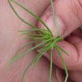 Spergule des champs plantule
