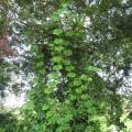 Sycios anguleux plante