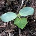 Sycios anguleux plantule