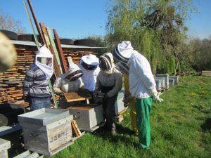 Apiculture 1
