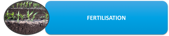 Fertilisation