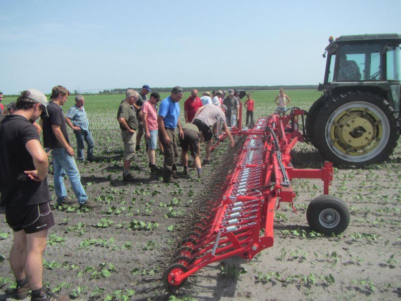 Démonstration de désherbage mécanique sur haricots verts lors d’une journée technique